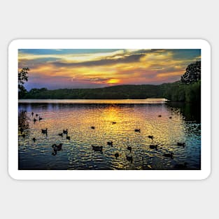 Sunset Over Black Swan Lake Sticker